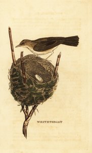 Lesser whitethroat, Sylvia curruca, with nest and eggs