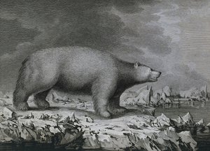 Polar Bear by John (after) Webber