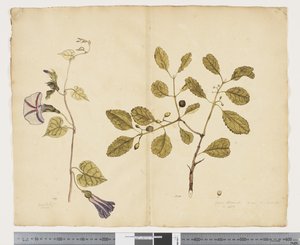 Ipomoea congesta; Elaeodendron curtipendulum, c.1790-95 by John (attr. to) Doody