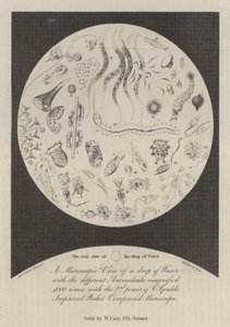 A Microscopic View of a Drop of Water by John Bacon