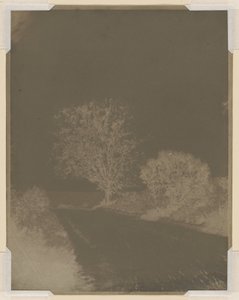 Tree at the Side of a Road by John Beasley Greene