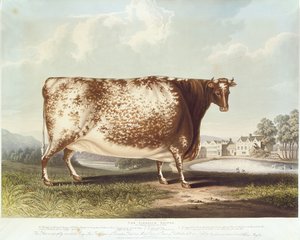 The Airedale Heifer (engraved by R. Reeve)