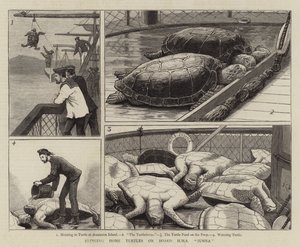Bringing Home Turtles on Board HMS Jumna by John Charles Dollman