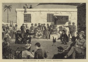 Cock-Fighting at Port Louis, Mauritius