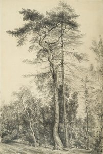 Fir Trees by John Constable
