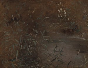Rushes by a Pool