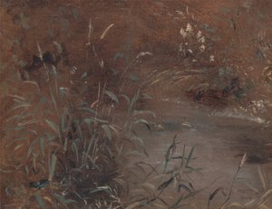 Rushes by a Pool