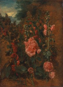 Study of Hollyhocks