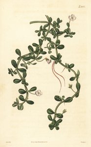 Brahmi or Water Hyssop, Bacopa Monnieri by John Curtis
