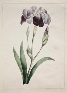 Japanese Iris (Large Blue Iris)