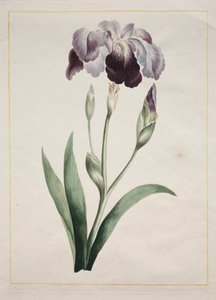 Japanese Iris Large Blue Iris, 1801