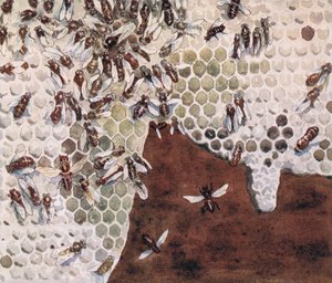Bees making honey, illustration from 