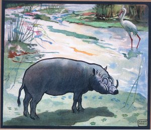 Bush Pig (Red River Hog)