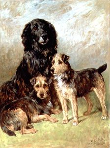 Family Pets