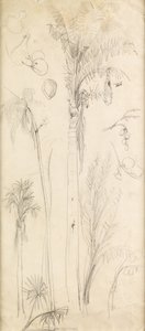 Palm Trees by John Everett Millais