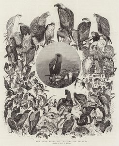 The Land Birds of the British Islands by John Everett Millais