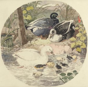 Ducks