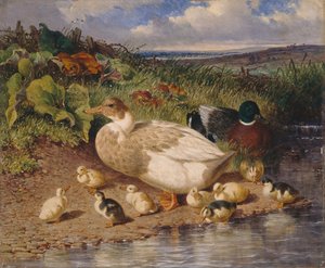 Ducks by a Stream by John Frederick Herring Snr