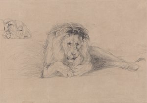 Study of a Lion and Study of a Lioness