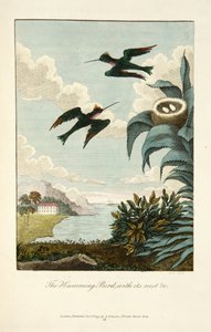 Humming Bird, with Its Nest by John Gabriel Stedman