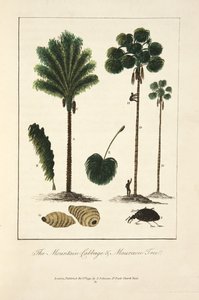 The Mountain Cabbage & Maureecee Tree by John Gabriel Stedman