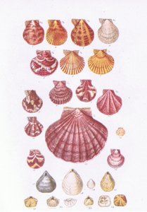 British Scallops, Nature in Britain published by Collins by John George Sowerby