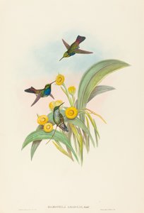 Damophila amabilis Blue-breasted Hummingbird by John Gould and Henry Constantine Richter John Gould and Henry Constantine Richter