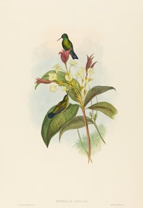 Eucephala Caerulea Blue-chinned Sapphire by John Gould and Henry Constantine Richter John Gould and Henry Constantine Richter
