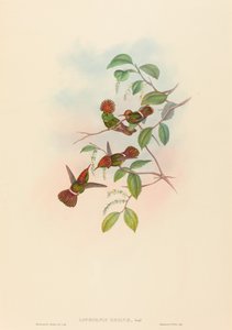 Spangled Coquette by John Gould and Henry Constantine Richter John Gould and Henry Constantine Richter