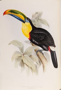 A Monograph of the Ramphastidae, or Family of Toucans, First Edition, Published 1834 by John Gould