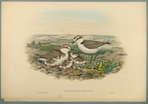 Kentish Plover by John Gould