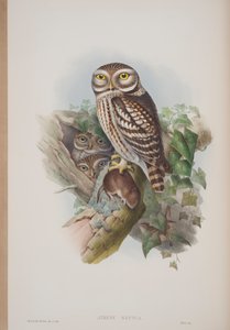 Athene Noctua, plate from The Birds of Great Britain by John Gould, published 1862-73