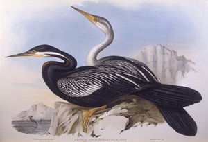 Australian darter (Anhinga novaehollandiae), Engraving by John Gould