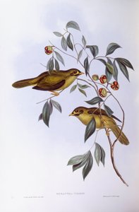 Bell Miner (Manorina melanophrys), Engraving by John Gould