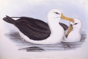 Black-browed albatross (Diomedea o Thalassarche melanophrys), Engraving