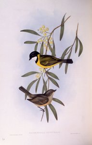 Black-tailed whistler (Pachycephala melanura), Engraving