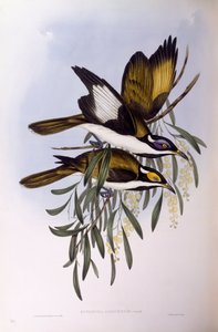 Blue-faced honeyeater (Entomyzon cyanotis), Engraving by John Gould