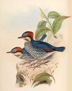 Blue Pitta Pitta cyanea Blyth