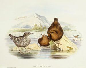 Brown Dipper (Cinclus pallasii), Engraving by John Gould