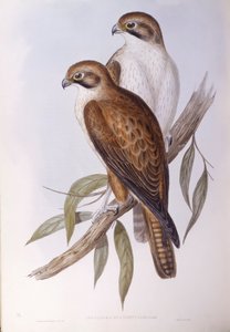 Brown Falcon (Falco berigora occidentalis), Engraving by John Gould
