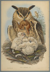 Owl