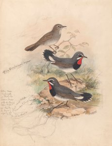 Calliope Tschebaiewi, Prjev. by John Gould