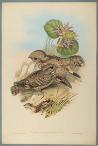 Nightjar
