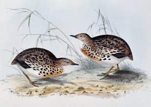 Common Buttonquail (Turnix sylvatica), engraving from Birds of Europe, by John Gould