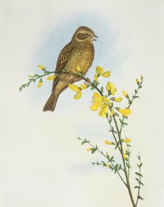 Corn Bunting (Miliaria calandra), Engraving by John Gould by John Gould
