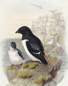 Dovekie (Alle alle), Engraving by John Gould