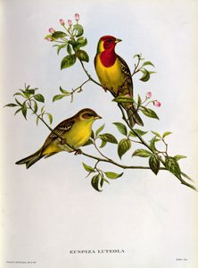 Euspiza Luteola