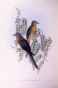 Fan-tailed cuckoo (Cacomantis flabelliformis), Engraving by John Gould