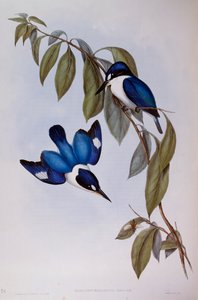 Forest Kingfisher (Halcyon Macleay), engraving from Birds of Australia