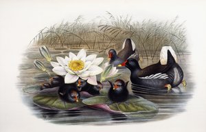 Gallinula Chloropus